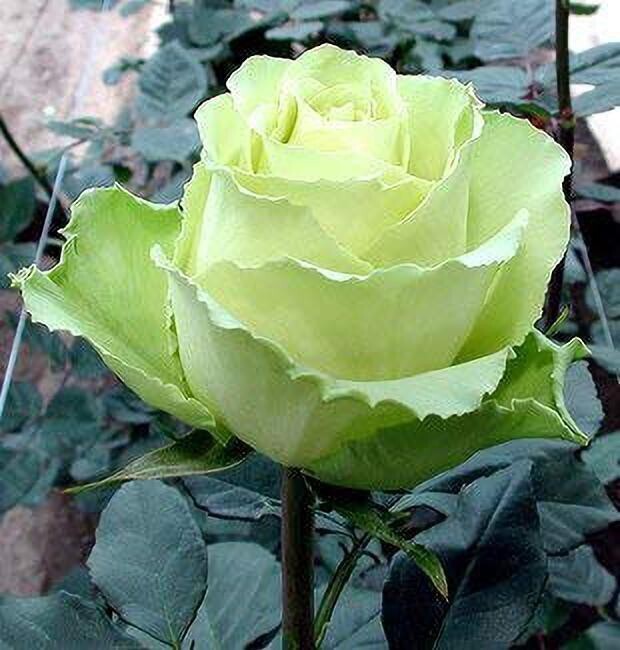CeladonBloom Rare Hybrid Seeds(1 Healthy Live Plant with Plastic Bag)