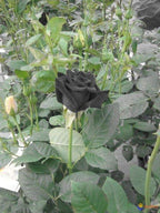 Midnight Velvet™ Rare Dark Rose Seeds (Limited Batch — Max 2 Per Order)