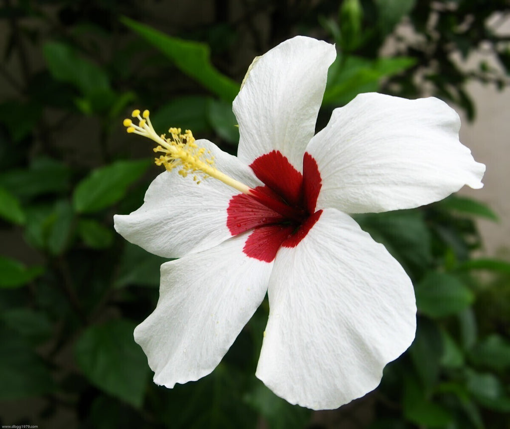 Porcelina Red-Eye Exotic Seeds(Pack of 1)