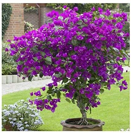 ResortBloom Purple Bougainvillea Seeds