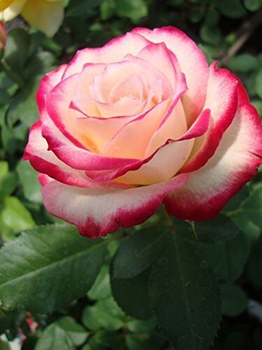Double Delight Two-Tone Hybrid Tea Rose Seeds(200 gm/Pack)