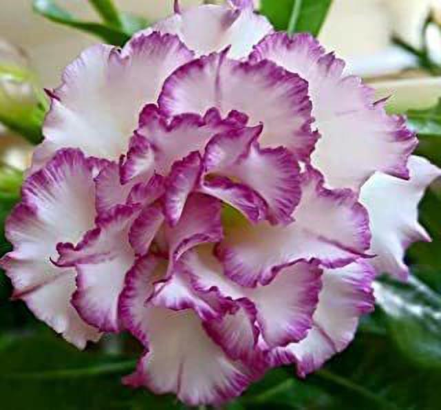 Double-Petal Desert Rose Bonsai Seeds (Rare Hybrid)