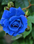 AuraSapphire Rare Hybrid Rose seeds ( Pack Of 1)
