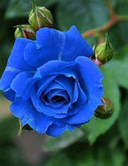 AuraSapphire Rare Hybrid Rose seeds ( Pack Of 1)