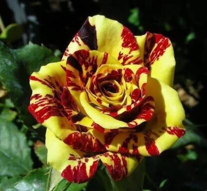 Rare Fire & Gold Striped Rose Seeds(Pack of 1)