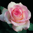Double Delight Two-Tone Hybrid Tea Rose Seeds(200 gm/Pack)