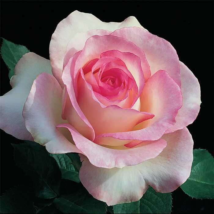 Double Delight Two-Tone Hybrid Tea Rose Seeds(200 gm/Pack)