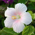 AuraBlush Rare Hibiscus Seeds(Pack of 1)