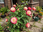 Double Delight Two-Tone Hybrid Tea Rose Seeds(200 gm/Pack)