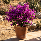 ResortBloom Purple Bougainvillea Seeds