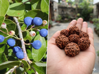 Original Himalayan Rudraksha Tree Seeds(200 gm/Pack)