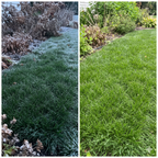 Grass Seeds Hybrid Best For Your Beautiful Home Gardening(400 gm/Pack)