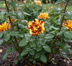 Rare Fire & Gold Striped Rose Seeds(Pack of 1)