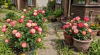 Double Delight Two-Tone Hybrid Tea Rose Seeds(200 gm/Pack)