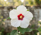 Porcelina Red-Eye Exotic Seeds(Pack of 1)
