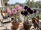 Double-Petal Desert Rose Bonsai Seeds (Rare Hybrid)