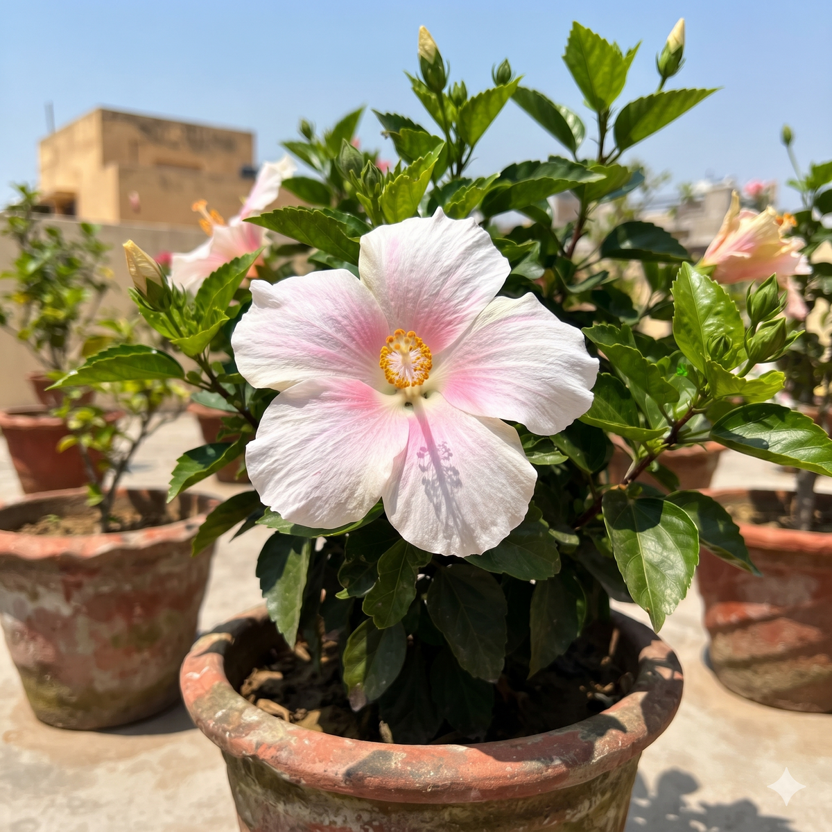 AuraBlush Rare Hibiscus Seeds(Pack of 1)
