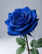 AuraSapphire Rare Hybrid Rose seeds ( Pack Of 1)