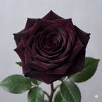 Midnight Velvet™ Rare Dark Rose Seeds (Limited Batch — Max 2 Per Order)