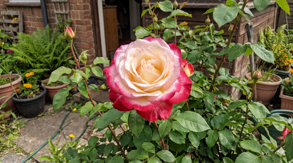 Double Delight Two-Tone Hybrid Tea Rose Seeds(200 gm/Pack)