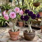 Double-Petal Desert Rose Bonsai Seeds (Rare Hybrid)