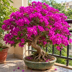 ResortBloom Purple Bougainvillea Seeds