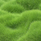 Grass Seeds Hybrid Best For Your Beautiful Home Gardening(400 gm/Pack)